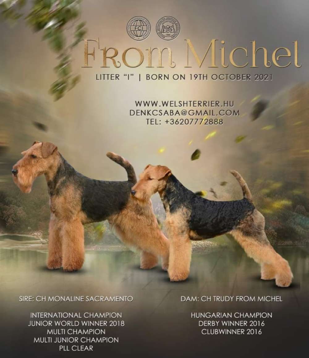 Welsh Terrier Breeder in Scotland and the UK
