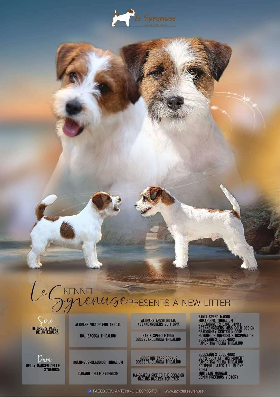 Jack Russell Terrier Breeder in Scotland and the UK