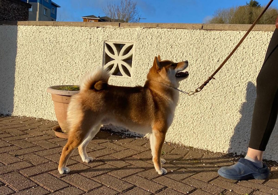 Fudzisan Okitatsu Shiwasu x Chadbrook Vixen’s Secret